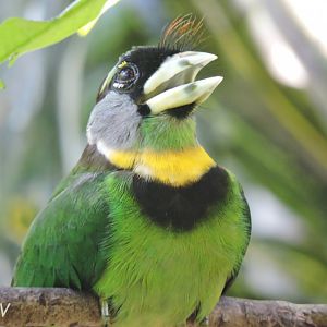 Fire-tufted barbet [2016]