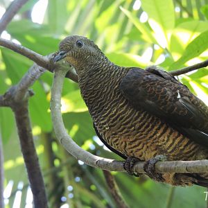 Barred cuckoo-dove [2016]