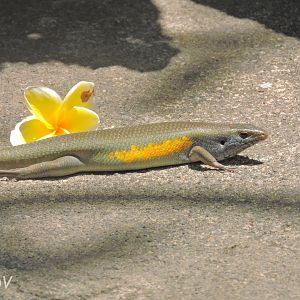 East Indian brown mabuya [2016]