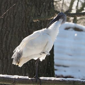 Black-headed ibis (Threskiornis melanocephalus), 2021-02-14