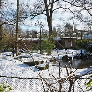 Winter view in Planckendael - Black-headed ibis, Blue eared pheasant, Green peafowl and Nicobar pigeon aviary, 2021-02-14