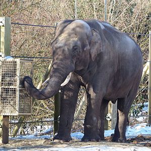 Asian elephant bull Kanvar (Elephas maximus), 2021-02-14