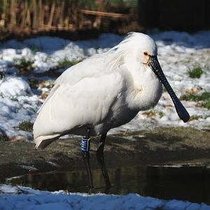 Eurasian spoonbill (Platalea leucorodia), 2021-02-14