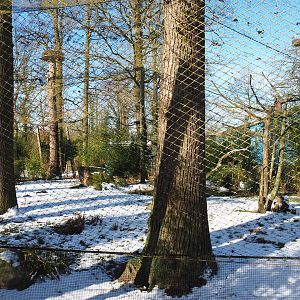 Winter view in Planckendael - Eurasian spoonbill, Brown eared pheasant, Little egret and Red-billed blue magpie aviary, 2021-02-14