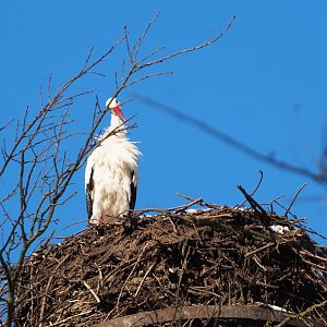 European white stork (Ciconia ciconia), 2021-02-14