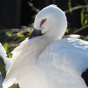 Oriental white stork (Ciconia boyciana), 2021-02-14