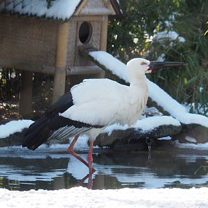 Oriental white stork (Ciconia boyciana), 2021-02-14