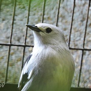 Daurian starling [2016]