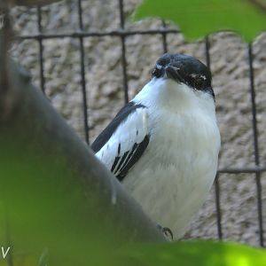 White-shouldered triller [2016]
