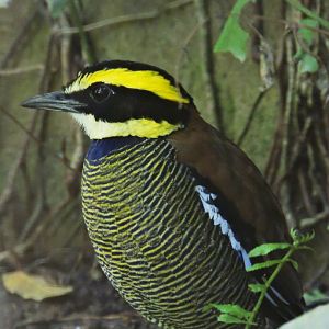 Javan banded pitta [2016]