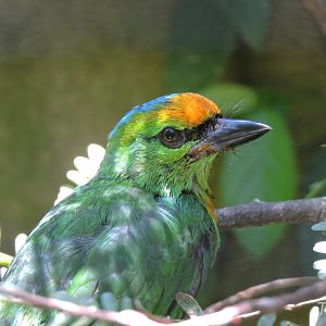 Flame-fronted barbet [2016]