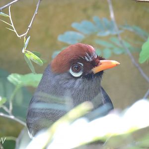Chestnut-capped laughingthrush [2016]