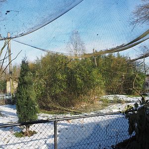 Winter view in Planckendael - Asian mixed aviary, 2021-02-14