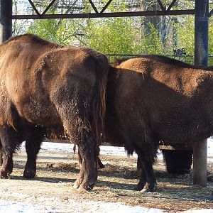 Wisents (Bison bonasus), 2021-02-14