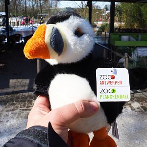 Atlantic puffin plushy bought in Planckendael gift shop, 2021-02-14