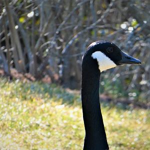 Canada Goose