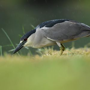 Black-crowned Night Heron (Nycticorax nycticorax)
