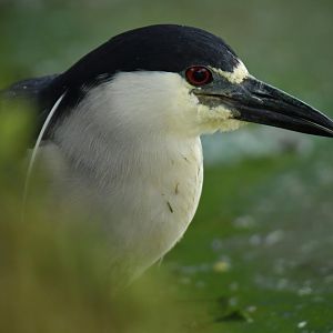 Black-crowned Night Heron (Nycticorax nycticorax)