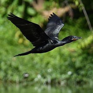 Neotropic Cormorant (Phalacrocorax brasilianus)