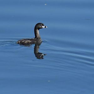 Pied-billed Grebe (Podilymbus podiceps)