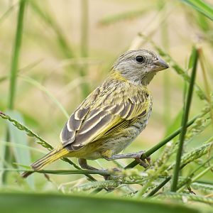 Saffron Finch (Sicalis flaveola)