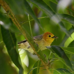 Orange-headed Tanager (Thlypopsis sordida)