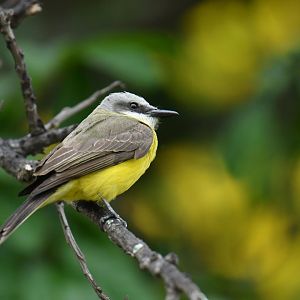 White-throated Kingbird (Tyrannus albogularis)