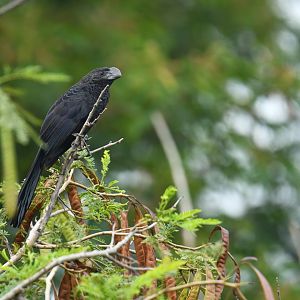 Smooth-billed Ani (Crotophaga ani)