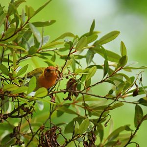 Rufous-headed Tanager (Hemithraupis ruficapilla)