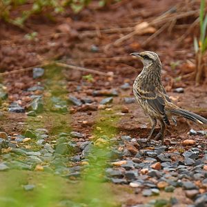 Chalk-browed Mockingbird (Mimus saturninus)