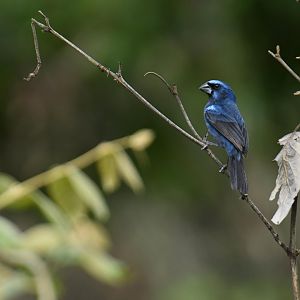 Ultramarine Grosbeak (Cyanocompsa brissonii)