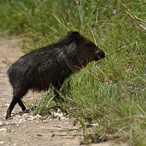 Collared peccaries (Pecari tajacu)