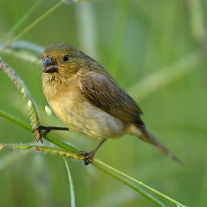 Blue-black Grassquit (Volatinia jacarina)