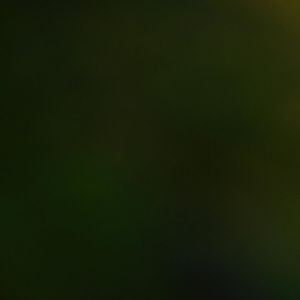 Blue-black Grassquit (Volatinia jacarina)