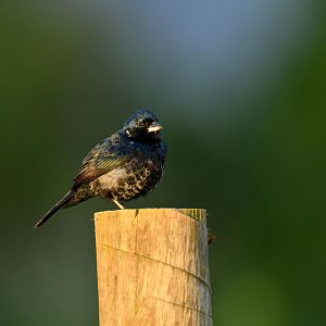 Blue-black Grassquit (Volatinia jacarina)