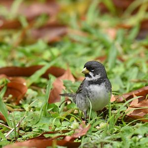 Double-collared Seedeater (Sporophila caerulescens)