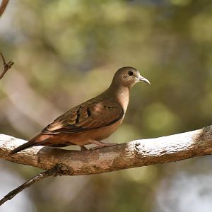 Picui Ground Dove (Columbina picui)