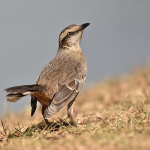 Chalk-browed Mockingbird (Mimus saturninus)