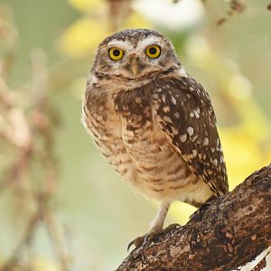 Burrowing Owl (Athene cunicularia)