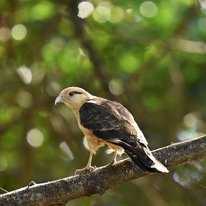 Yellow-headed Caracara (Milvago chimachima)