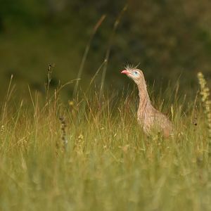 Crested Cariama (Cariama cristata)