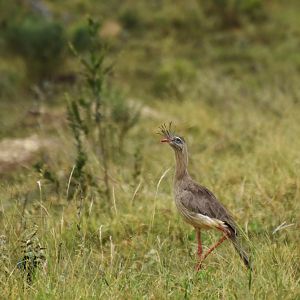 Crested Cariama (Cariama cristata)