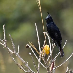 Crested Black Tyrant (Knipolegus lophotes)