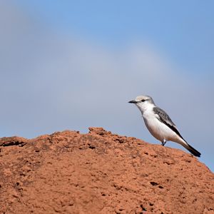 White-rumped Monjita (Xolmis velatus)