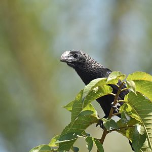 Smooth-billed Ani (Crotophaga ani)