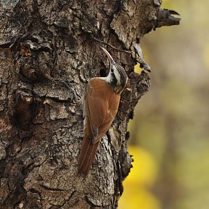 Narrow-billed Woodcreeper (Lepidocolaptes angustirostris)