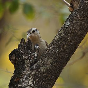 Narrow-billed Woodcreeper (Lepidocolaptes angustirostris)