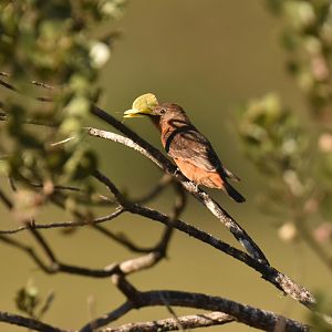 Cliff Flycatcher (Hirundinea ferruginea)