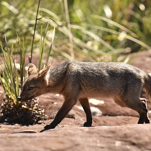 Hoary fox (Lycalopex vetulus)