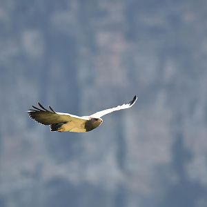 Black-chested Buzzard-Eagle (Geranoaetus melanoleucus)